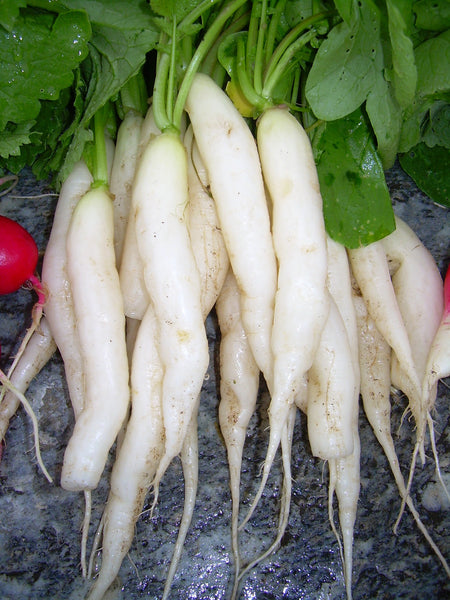 Icicle radish image####