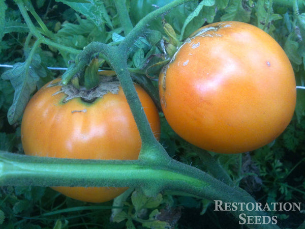 Ilse's Yellow Latvian tomato image####