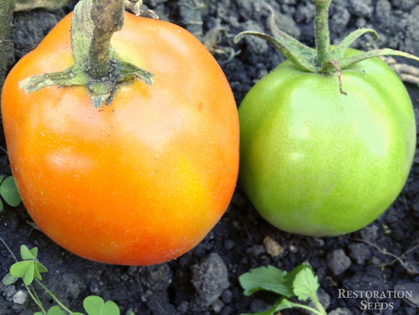 Impulse tomato image####