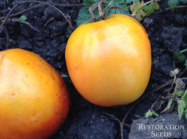 Impulse tomato image####