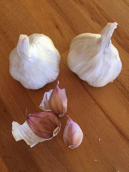 Garlic, Inchelium Red SOLD OUT