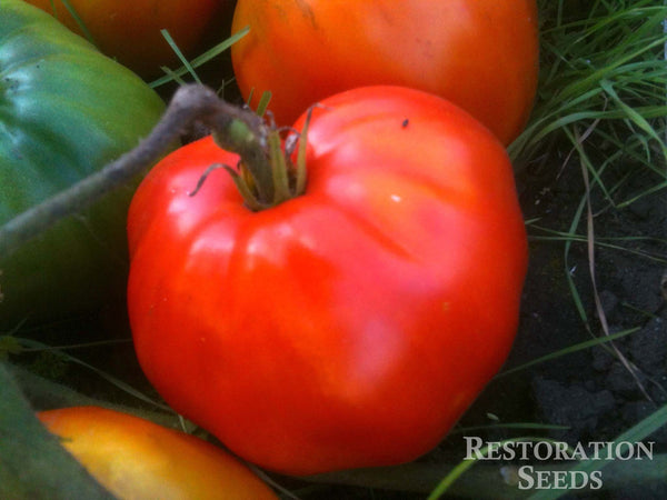Italian Heirloom tomato image####