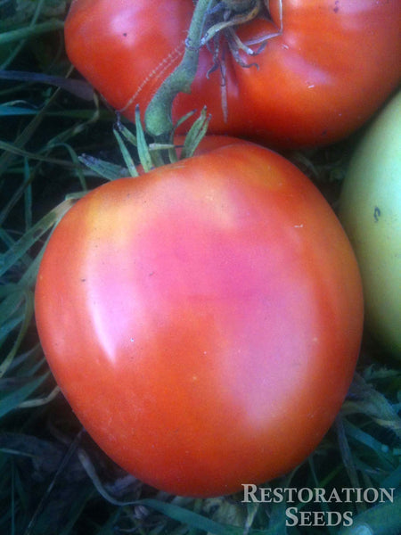 Italian Heirloom tomato image####