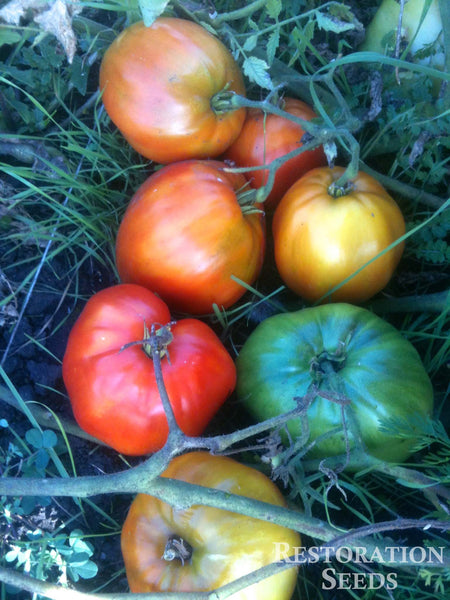 Italian Heirloom tomato image####