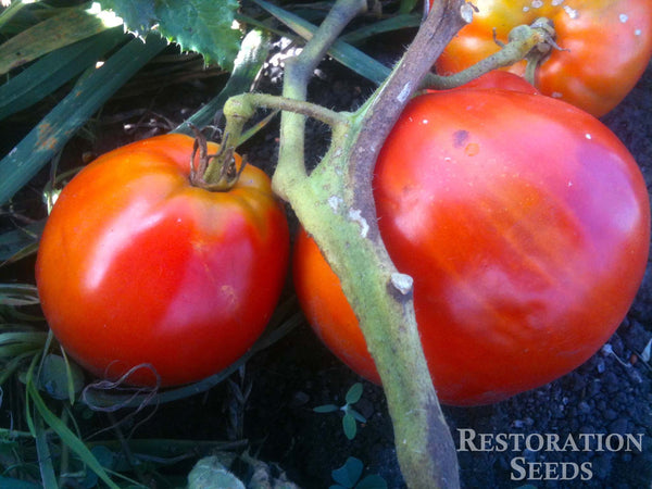 Italian Heirloom tomato image####