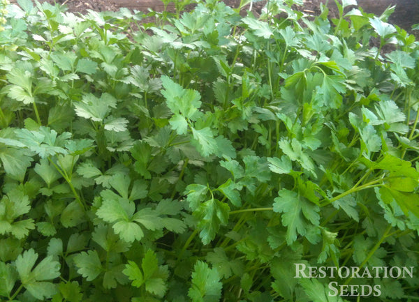 italian parsley image####