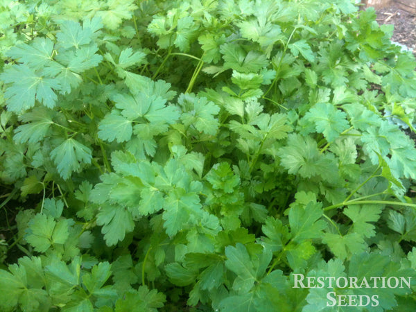 italian parsley image####