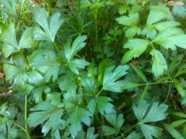 italian parsley image####