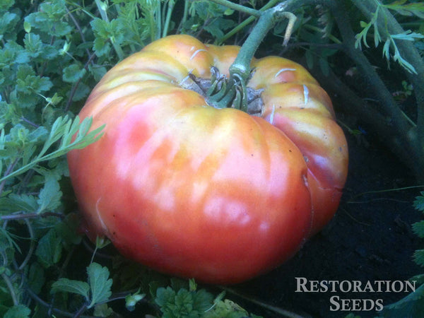 Italian Tree tomato image####