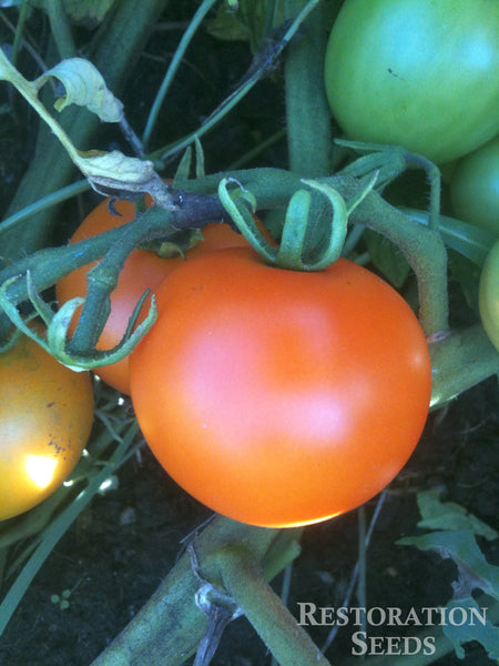 Jaune Flamme tomato image####