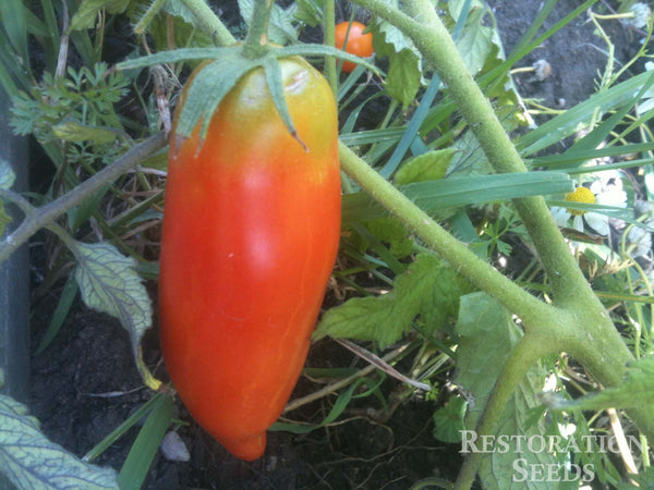 Jersey Devil tomato image####
