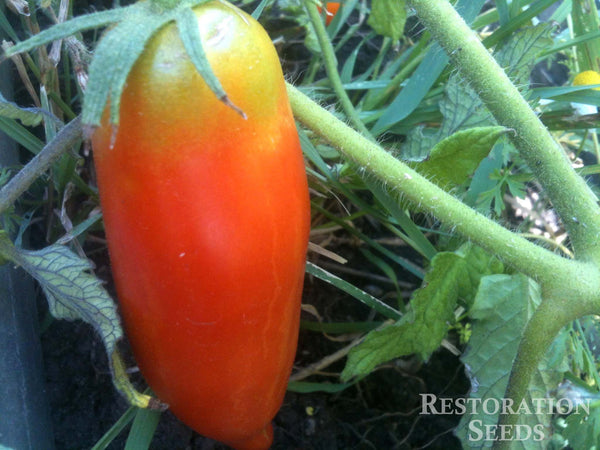 Jersey Devil tomato image####