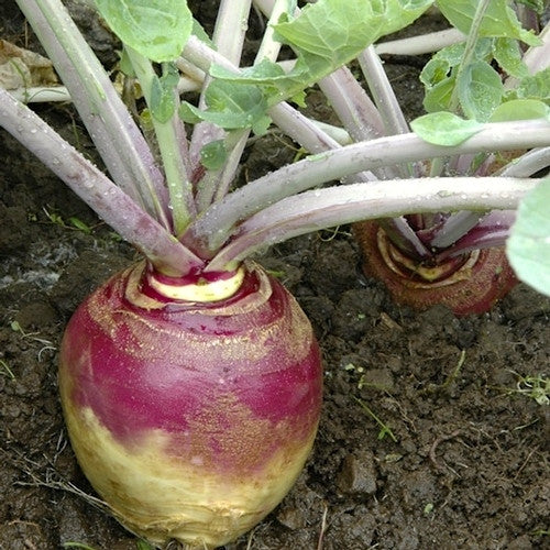 Joan rutabaga image####