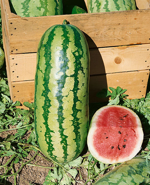 Jubilee watermelon image####