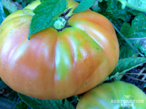 Kanner Hoell tomato image####