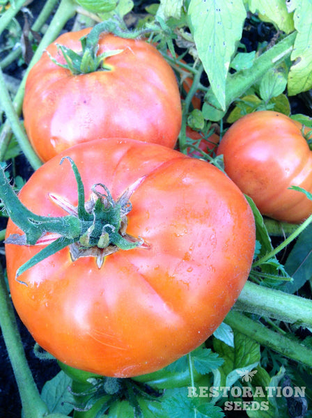 Kanner Hoell tomato image####