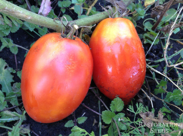 Kellener's Oxheart tomato image####