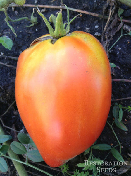 Kellener's Oxheart tomato image####