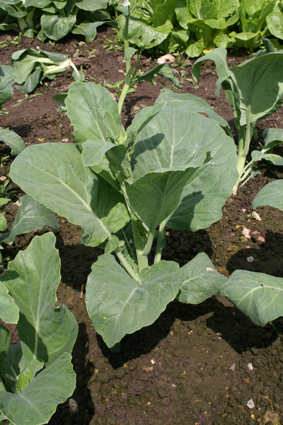 Kichi No8 chinese sprouting broccoli image####