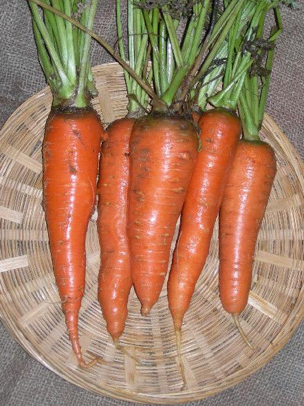 Kuroda Shinn carrot image####