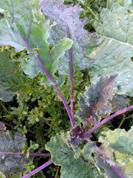 Lacinato Rainbow kale image####