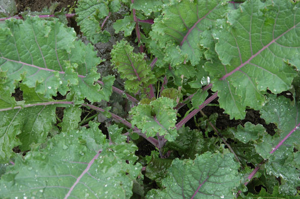 Lacinato Rainbow kale image####