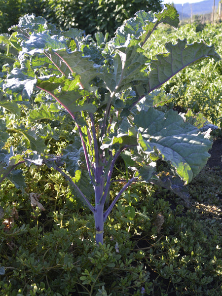 Lacinato Rainbow kale image####