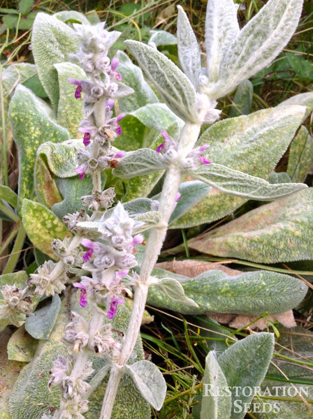 lambs ear plant seeds lambs ear, Organic