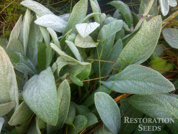 planting lambs ear seeds lambs ear, Organic