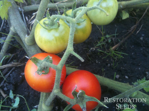 Large Red Cherry tomato image####
