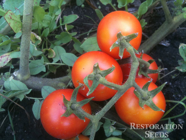 Large Red Cherry tomato image####