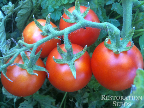 Large Red Cherry tomato image####