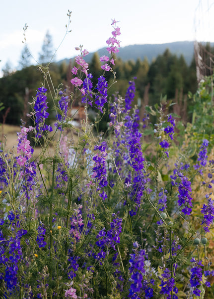 Larkspur