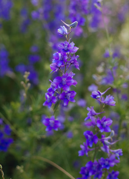 plant larkspur seeds Larkspur