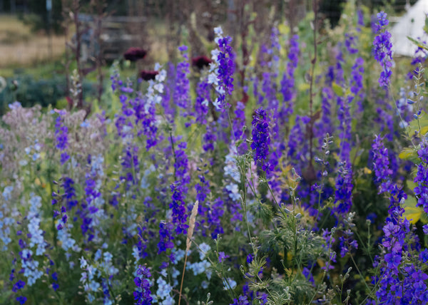 Larkspur