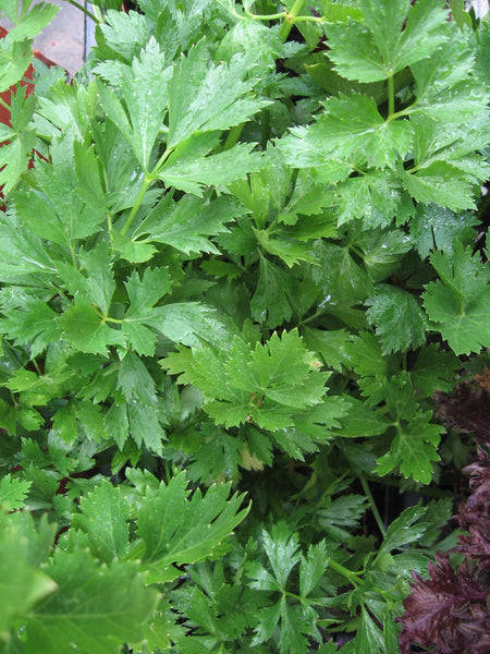Leaf celery image####