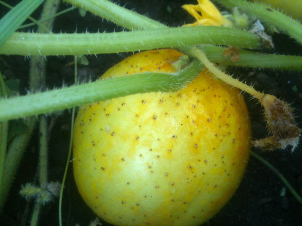 Lemon Organic cucumber image####