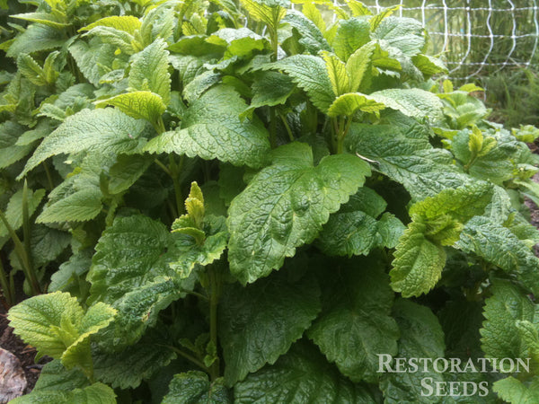 lemon balm image####