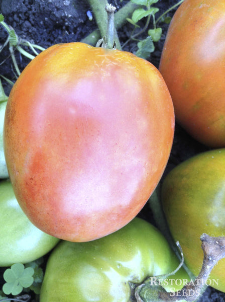 Lillian’s Red Kansas Paste tomato image####