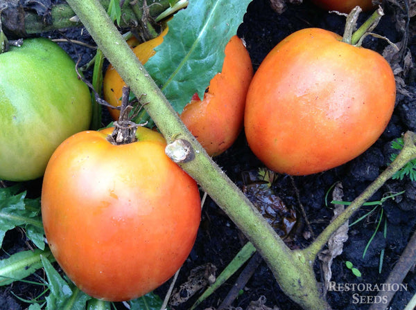 Lillian’s Red Kansas Paste tomato image####