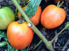 german red strawberry tomato seeds German Red Strawberry tomato, Organic