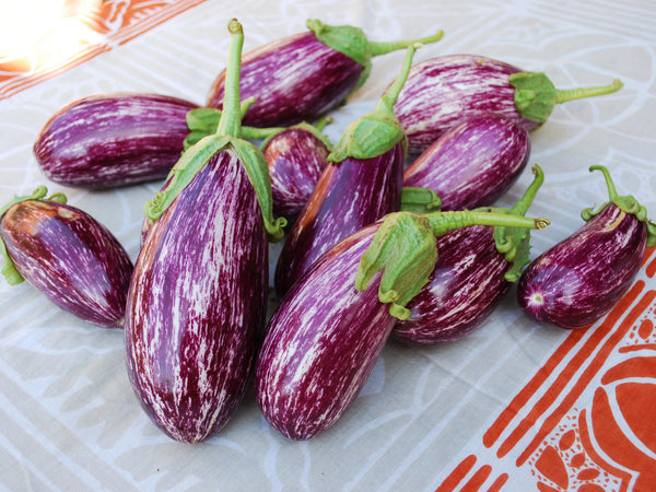 Melanzana Rossa di Rotonda Eggplant — Antisana Seed Company