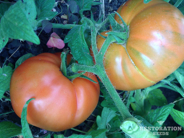 Livingston’s Dwarf Stone tomato image####
