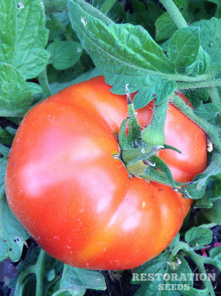 Livingston’s Dwarf Stone tomato image####