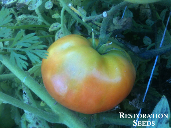 Livingston's Favorite tomato image####