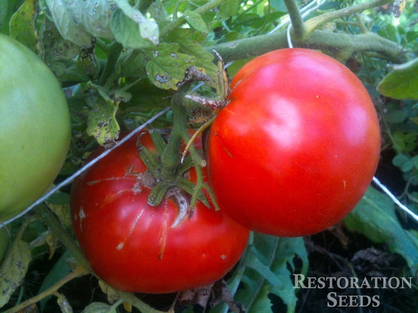 Livingston's Favorite tomato image####