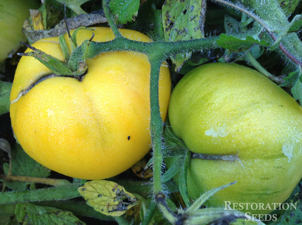 Livingston's Golden Queen tomato image####