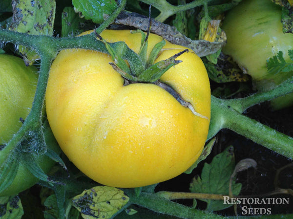 Livingston's Golden Queen tomato image####