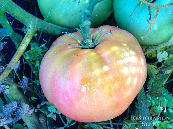 Livingston's Magnus tomato image####