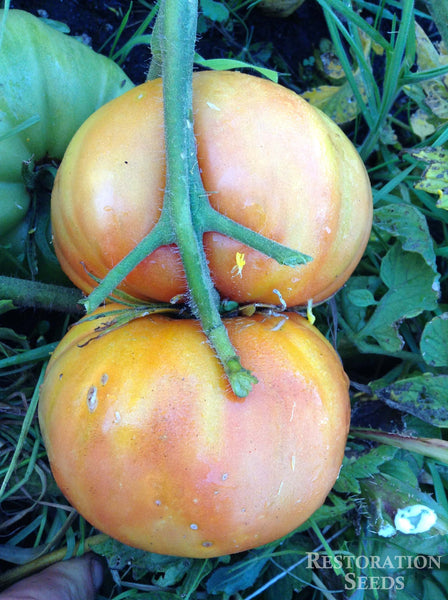 Livingston's Magnus tomato image####